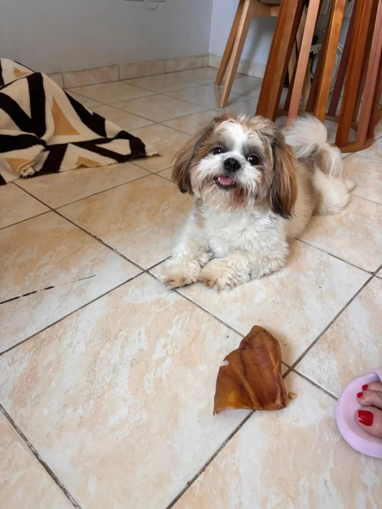 Atendimento veterinário humanizado para pet no conforto do lar
