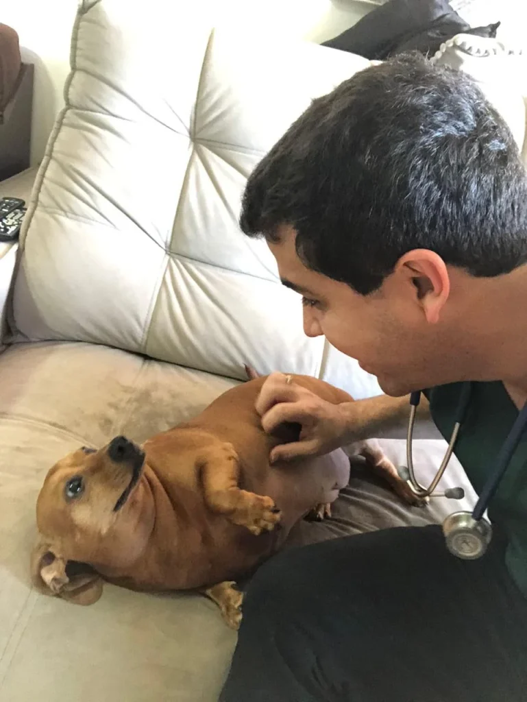 Consulta veterinária domiciliar - cuidado completo para o pet em casa