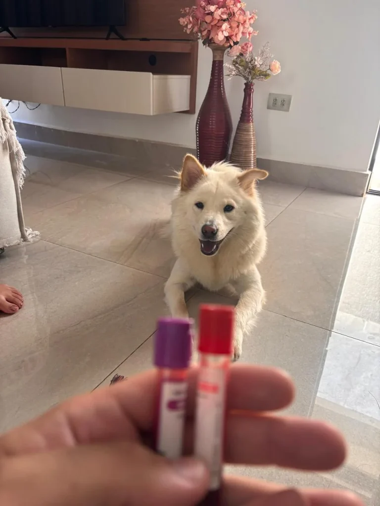 Veterinário domiciliar especializado em clínica geral de pequenos animais